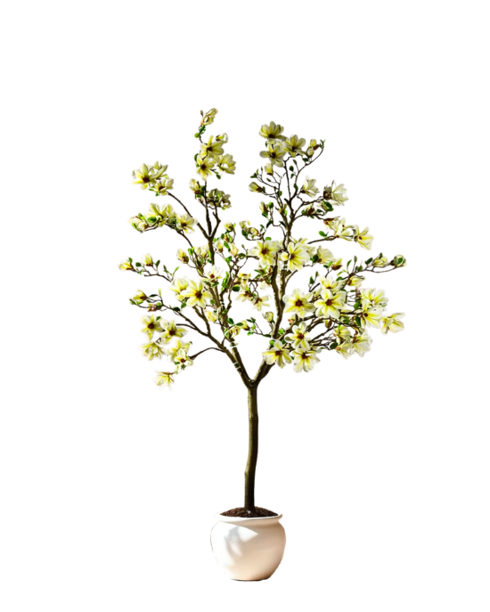 White Magnolia Tree