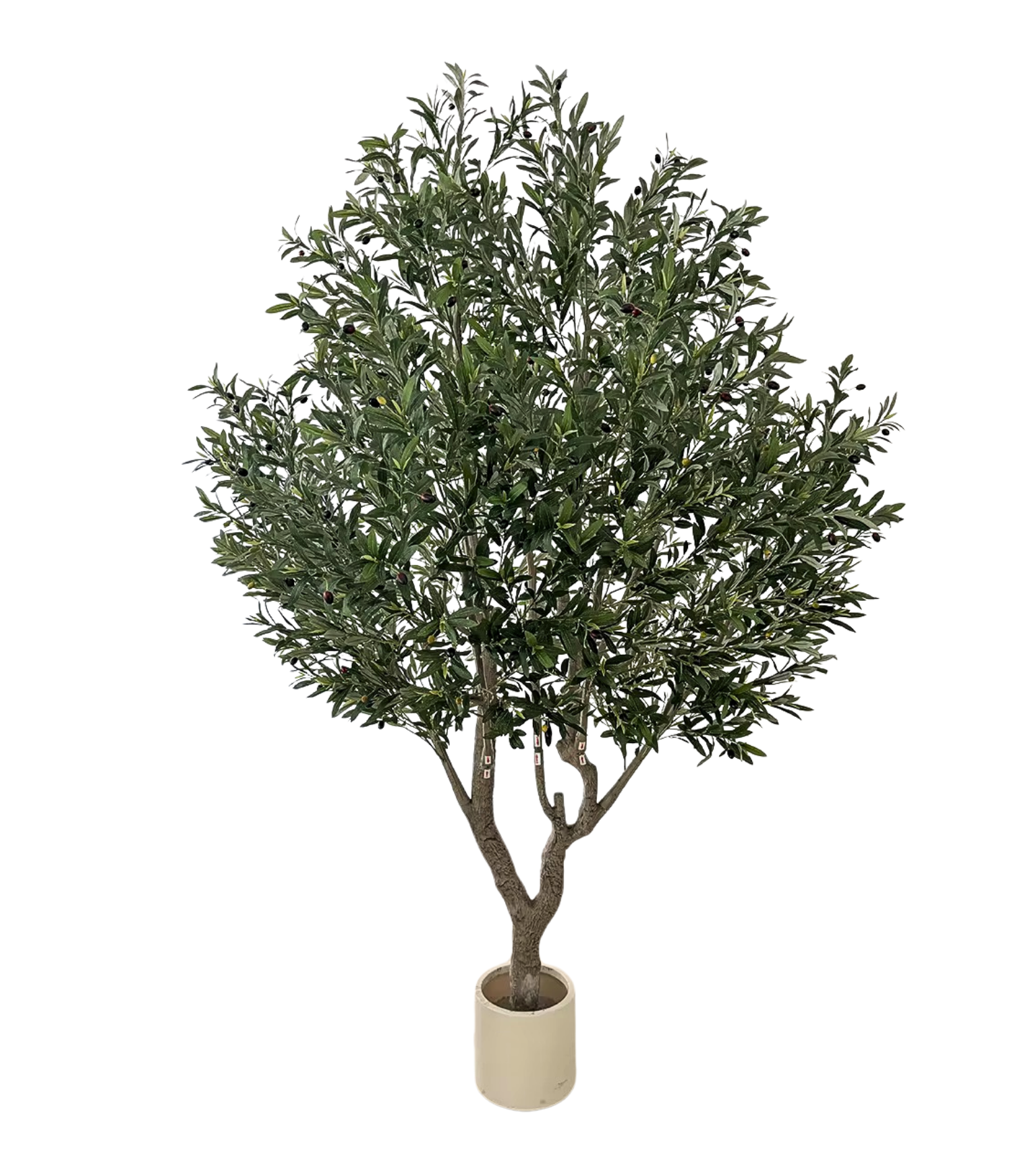 Realistic Heritage Olive Tree